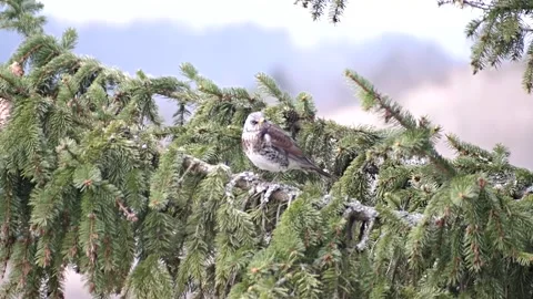 Bird on the tree Video stock 153756196