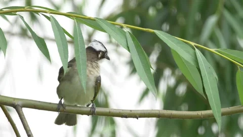 Bird in the tree Video stock 154981445