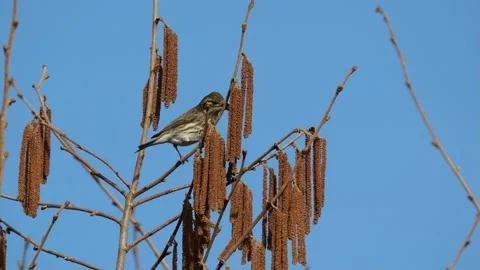 Bird on Tree Video stock 180233019