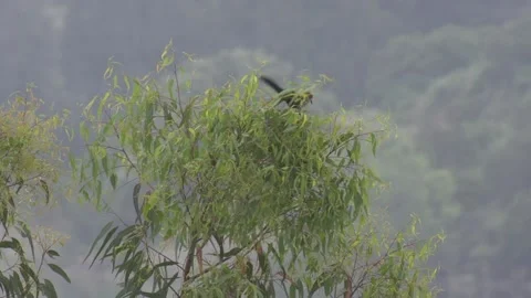 Bird on tree Stock Footage 193992750