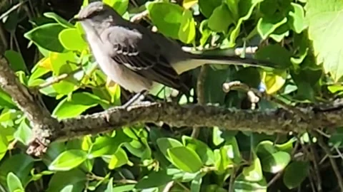 Bird In Tree Stock Footage 224712289