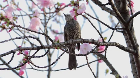 Bird on the tree Stock Footage 237175874
