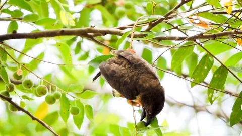 Bird in a tree Video stock 315541208
