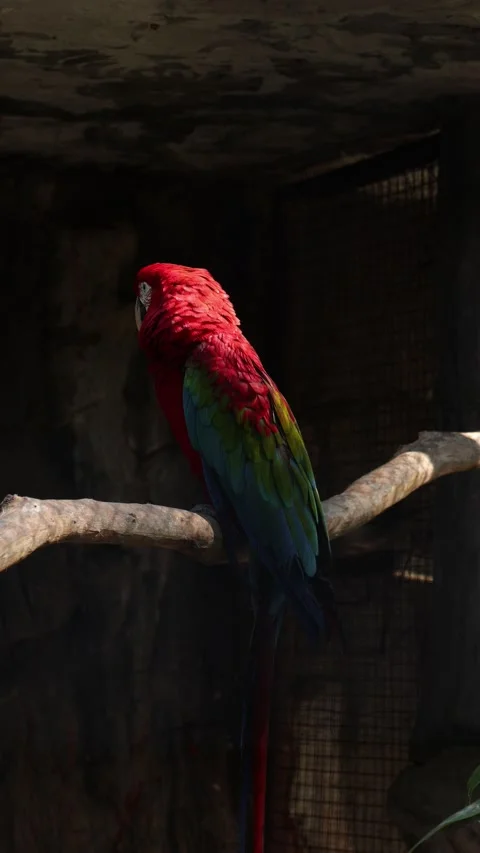 Bird on a tree in forest Video stock 295850998