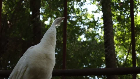 Bird on a tree in forest Stock Footage 295852209