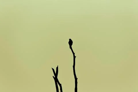 Bird in Tree Green Background Stock Photos