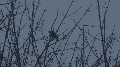 Bird in a tree jumping and flying away in slow motion. Stock Footage 86565195