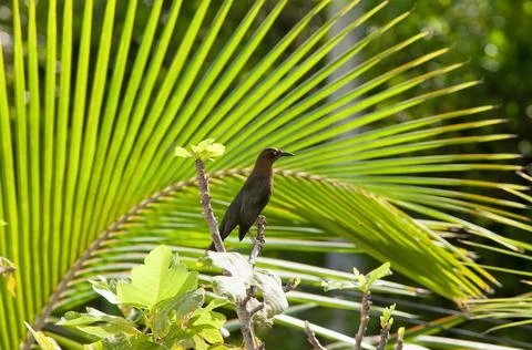 A Bird on a tree at the Jungle Stock Photos