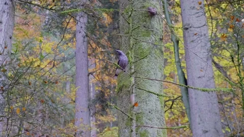 Bird in tree looking around Stock Footage 164874608