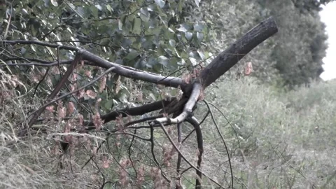 Bird in the tree MVI 9341 182 Stock Footage 167865872