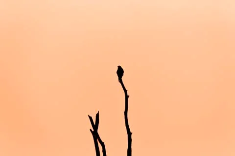 Bird in Tree Orange Background Stock Photos
