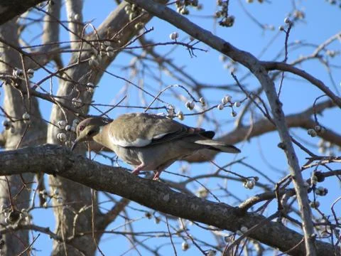 Bird in a tree. 写真素材