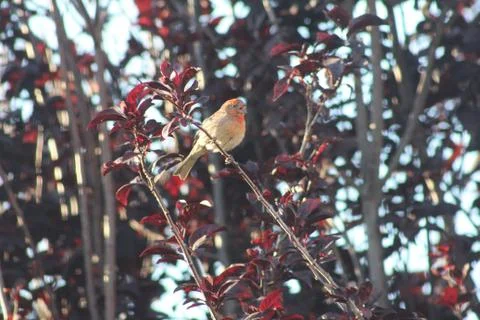 Bird in tree Foto stock