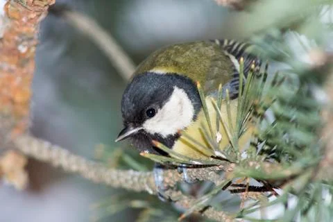 Bird on a tree Stock Photos