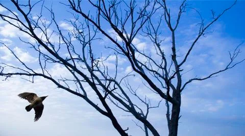 The Bird &amp; A Tree Stockfoto's