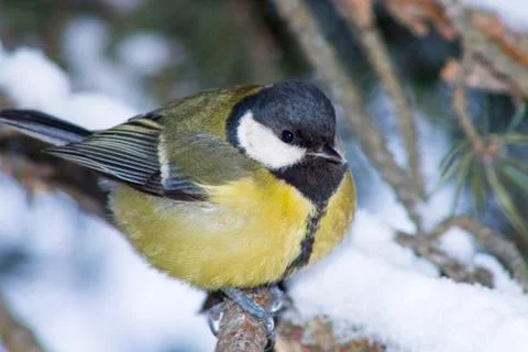 Bird on a tree Stock Photos