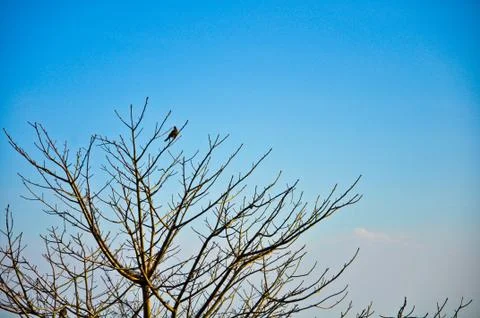 A bird on the tree Stock Photos