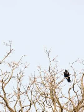 Bird in Tree Stock Photos