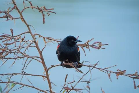 Bird in tree Stock Photos