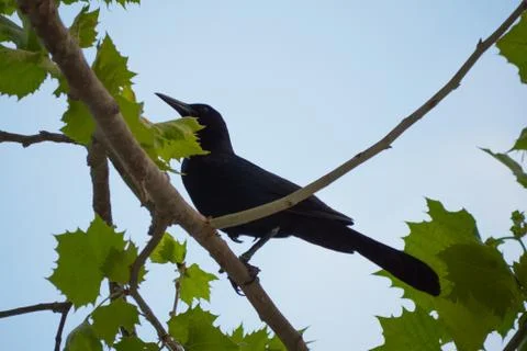 Bird in tree Stock Photos