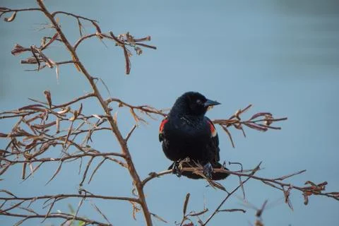 Bird in tree Stock Photos