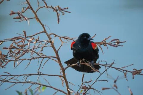 Bird in tree Stock Photos
