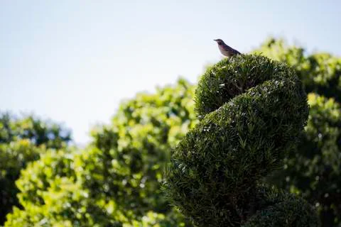 Bird on a tree Stock Photos