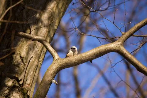 Bird on a tree Stock Photos