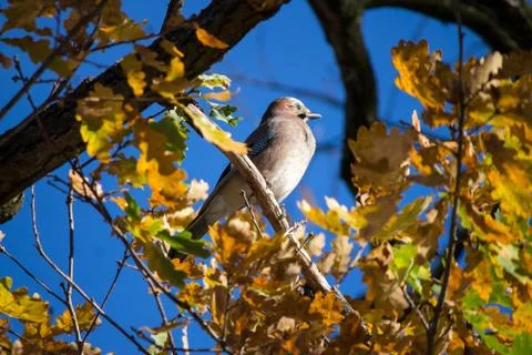 Bird on a tree Stock Photos