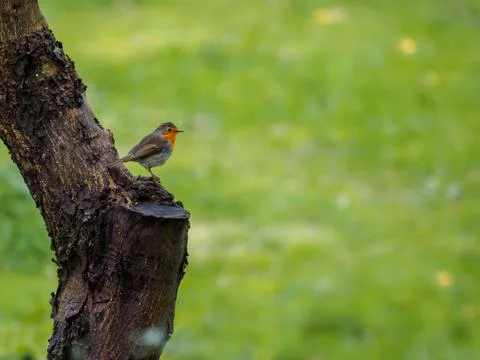 Bird on the tree Stock Photos