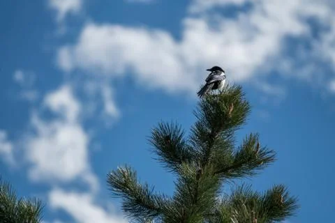 Bird on a Tree Stock Photos