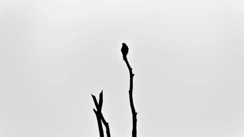 Bird on Tree Stock Photos