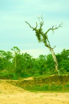 Bird in tree Stock Photos