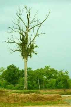 Bird in tree Stock Photos
