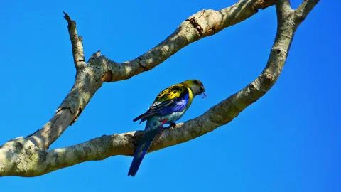 Bird in Tree Stock Photos