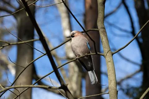 BIrd on tree Stock Photos