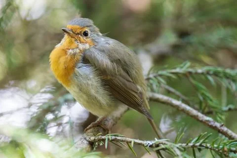 BIrd on tree Stock Photos