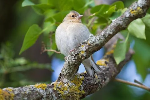 BIrd on tree Stock Photos