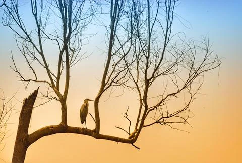 Bird on tree 写真素材