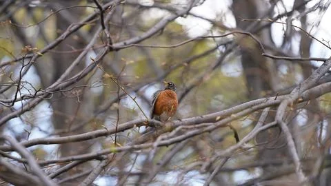 Bird in a tree Stock Photos