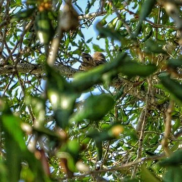 Bird in a tree. Stock Photos