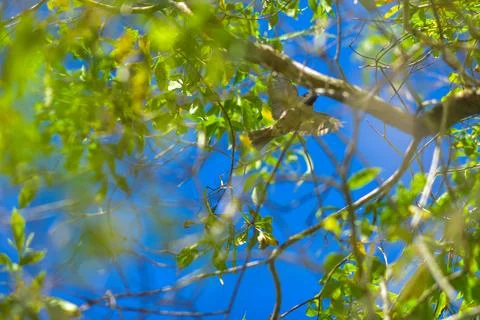 A bird on the tree Stock Photos