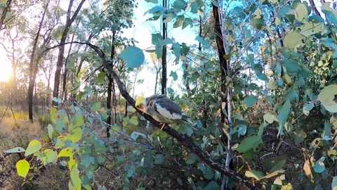 Bird in a tree playing - cockatiel Stock Footage 315935373