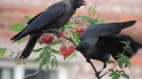 Bird on tree (rooks on birch) 10 스톡 동영상 42127308