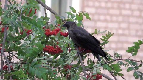 Bird on tree (rooks on birch) 11 库存影片 42127396