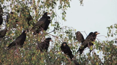 Bird on tree (rooks on birch) 2 Video stock 42127345