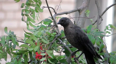Bird on tree (rooks on birch) 4 스톡 동영상 42127491