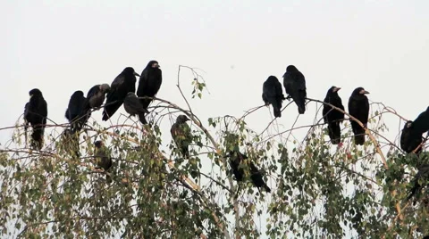 Bird on tree (rooks on birch) 5 库存影片 42127363