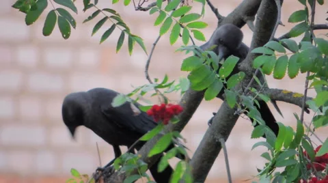 Bird on tree (rooks on birch) 7 Video stock 42127384