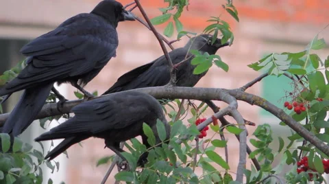 Bird on tree (rooks on birch) 8 Video stock 42127409